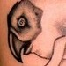 tattoos/ - Bird/Skull Tattoo - 52070